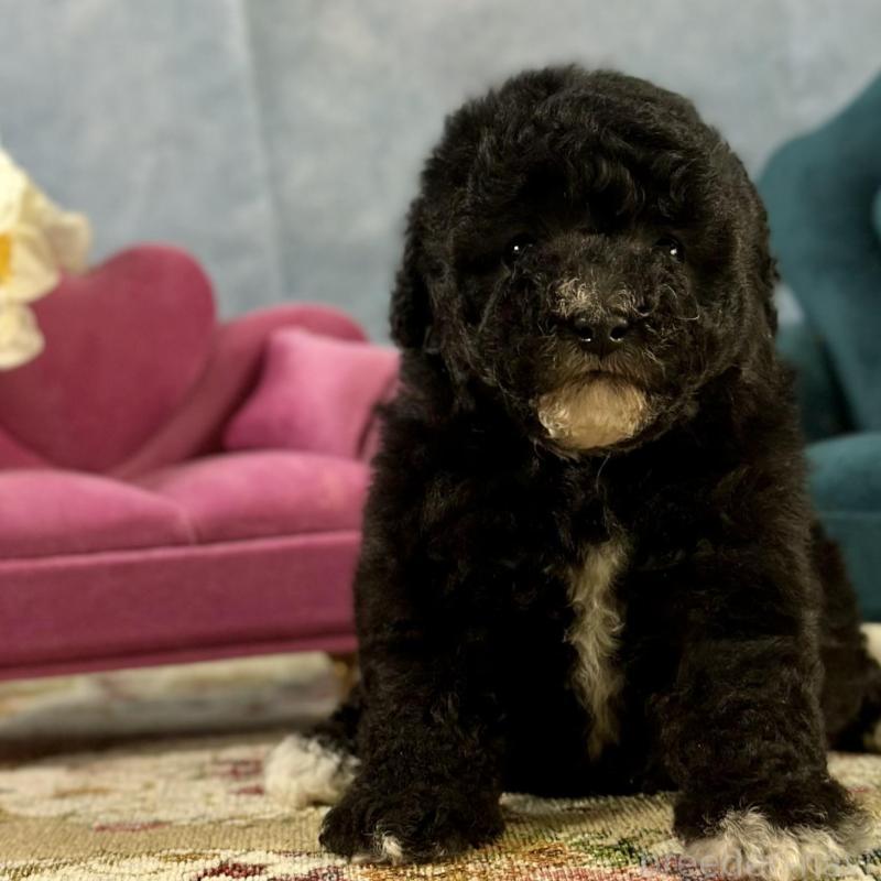 販売中の京都府のトイプードル-437412の14枚目