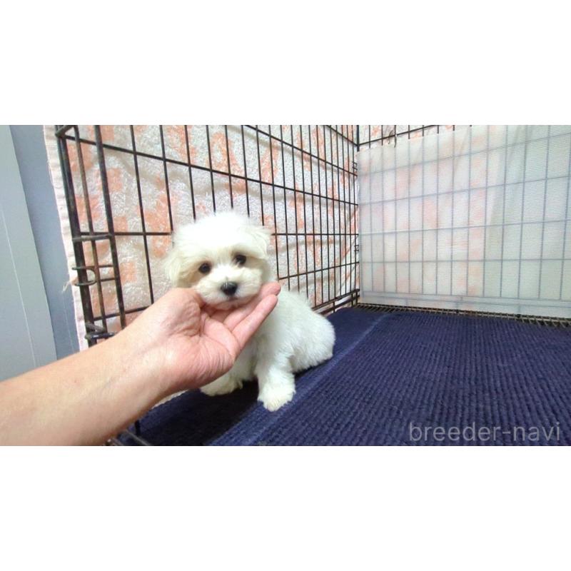 販売中の茨城県のマルチーズ-437414の6枚目