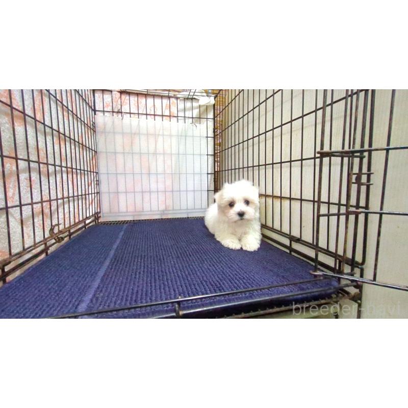 販売中の茨城県のマルチーズ-437414の5枚目