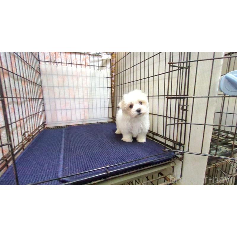 販売中の茨城県のマルチーズ-437414の4枚目