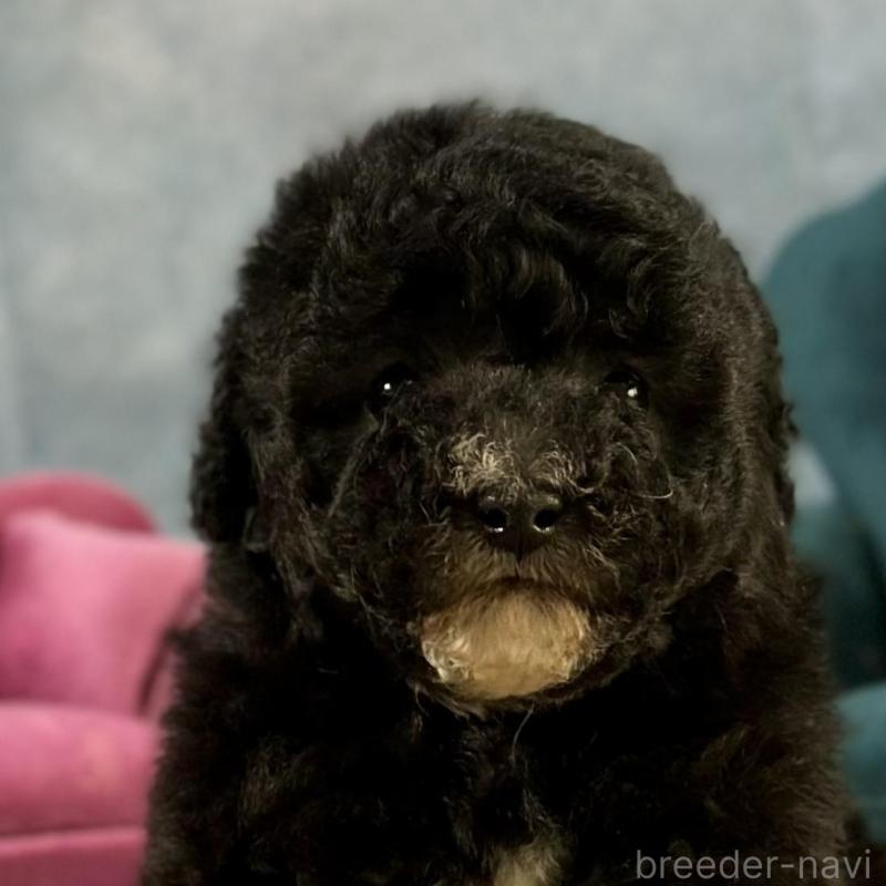 販売中の京都府のトイプードル-437412