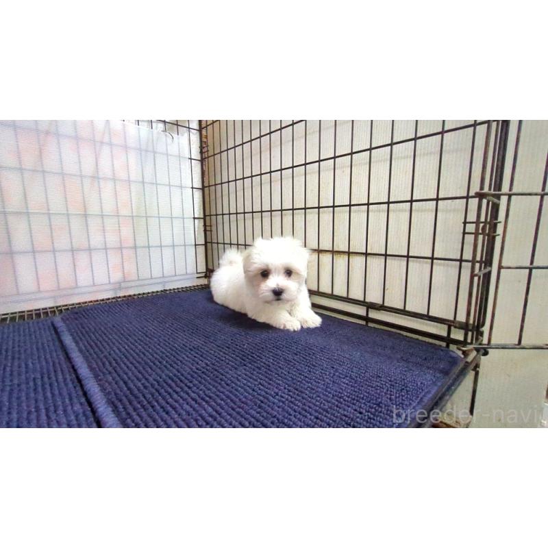 販売中の茨城県のマルチーズ-437414の3枚目