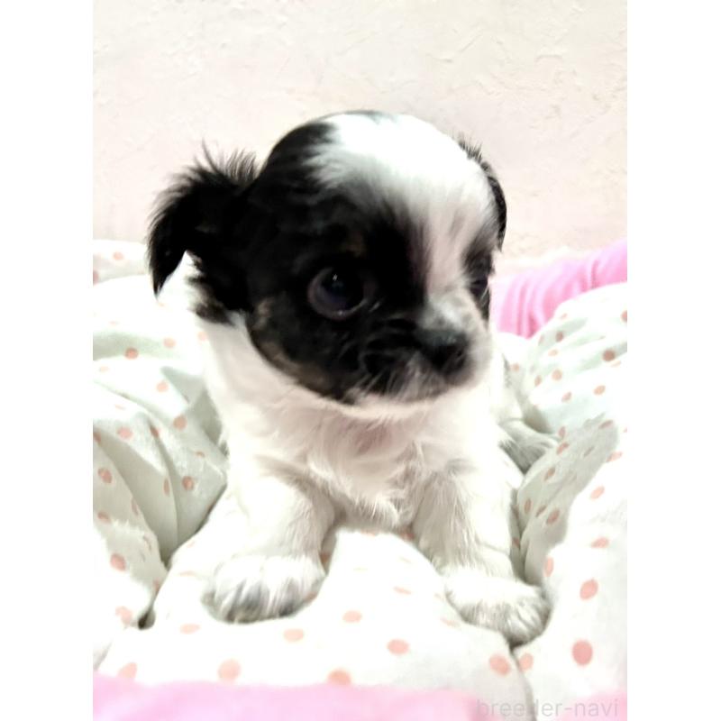 販売中の福岡県のチワワ(ロングコート)-437415の9枚目