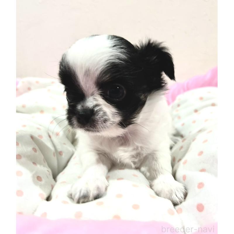 販売中の福岡県のチワワ(ロングコート)-437415の8枚目