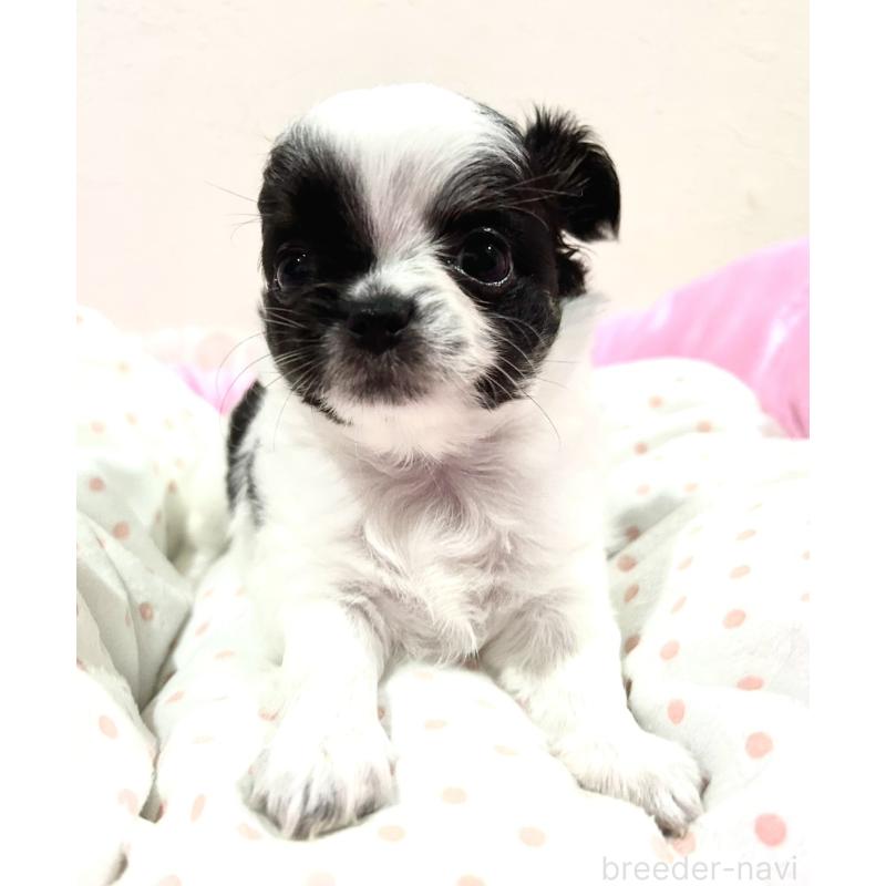 販売中の福岡県のチワワ(ロングコート)-437415の7枚目