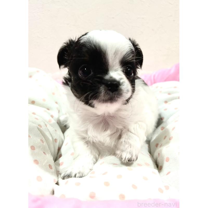 販売中の福岡県のチワワ(ロングコート)-437415の1枚目