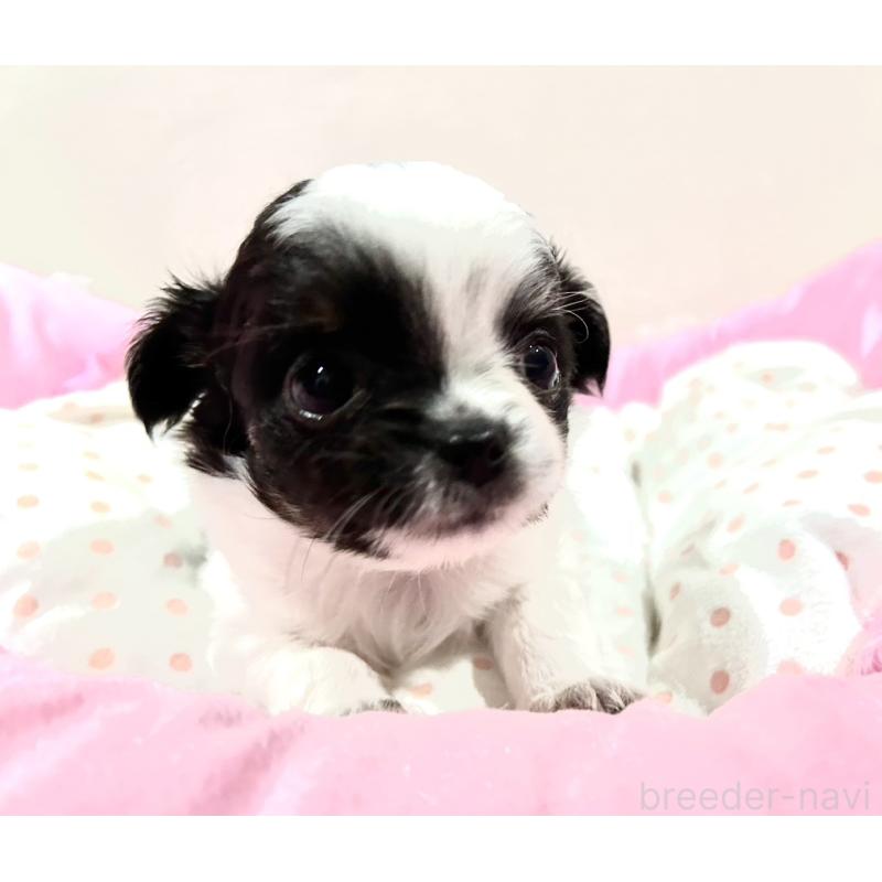 販売中の福岡県のチワワ(ロングコート)-437415の6枚目