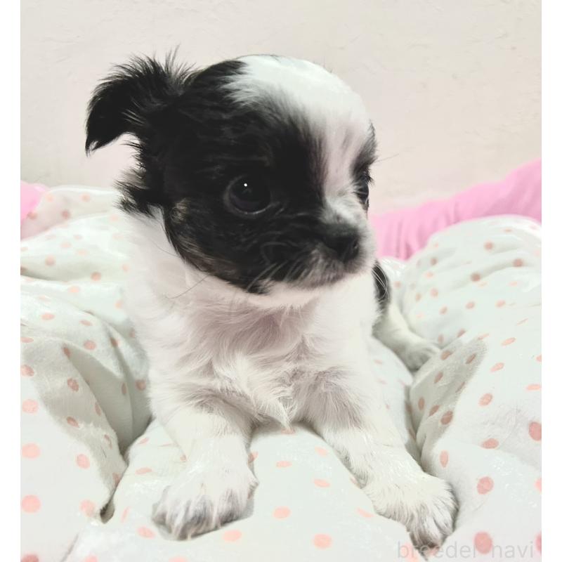 販売中の福岡県のチワワ(ロングコート)-437415の4枚目