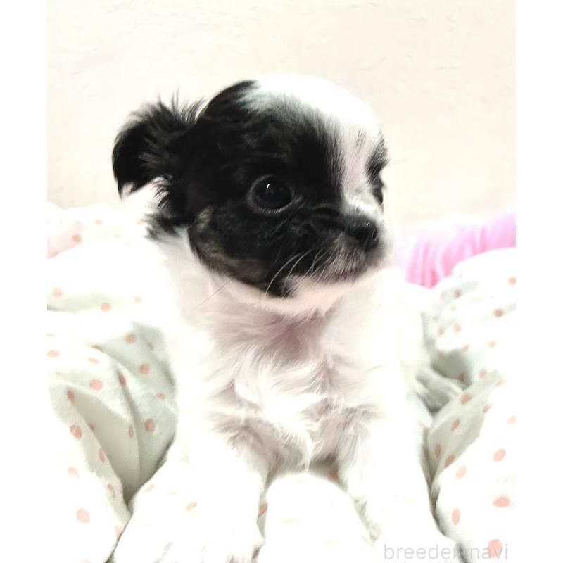 販売中の福岡県のチワワ(ロングコート)-437415の3枚目