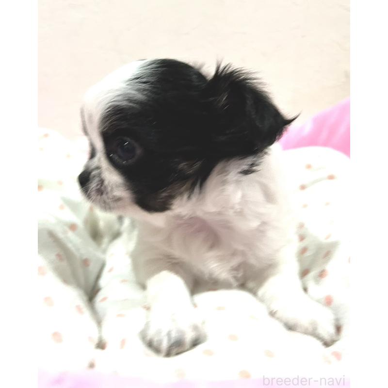 販売中の福岡県のチワワ(ロングコート)-437415の2枚目