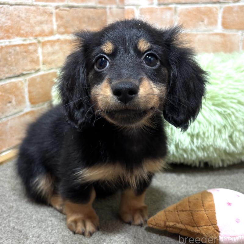 販売中の奈良県のカニンヘンダックスフンド(ロングヘアード)-433398