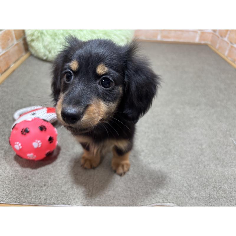 商談中の奈良県のカニンヘンダックスフンド(ロングヘアード)-433398の9枚目