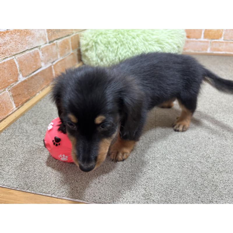 商談中の奈良県のカニンヘンダックスフンド(ロングヘアード)-433398の8枚目