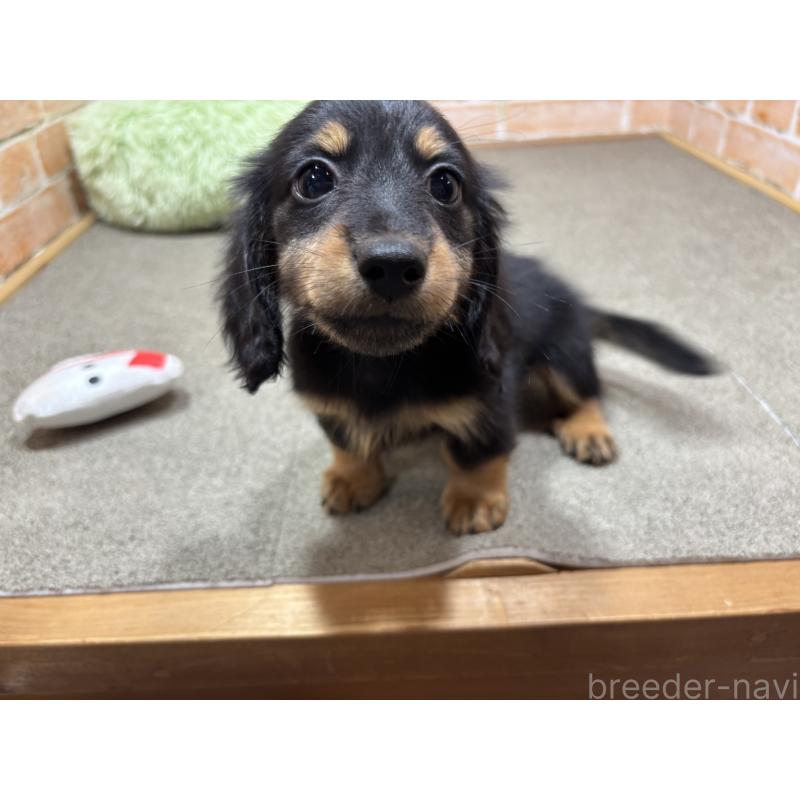 商談中の奈良県のカニンヘンダックスフンド(ロングヘアード)-433398の7枚目