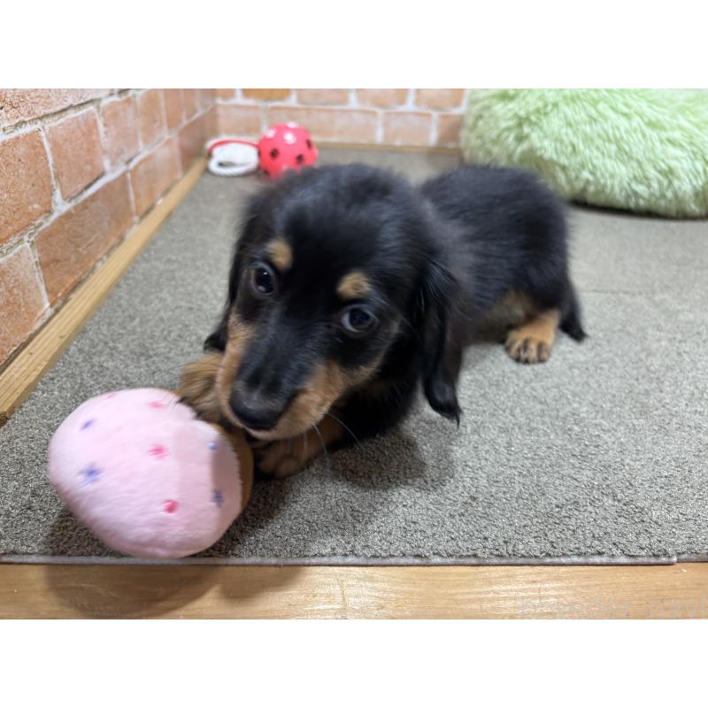 商談中の奈良県のカニンヘンダックスフンド(ロングヘアード)-433398の6枚目