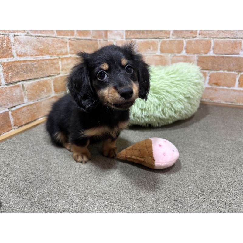 商談中の奈良県のカニンヘンダックスフンド(ロングヘアード)-433398の4枚目