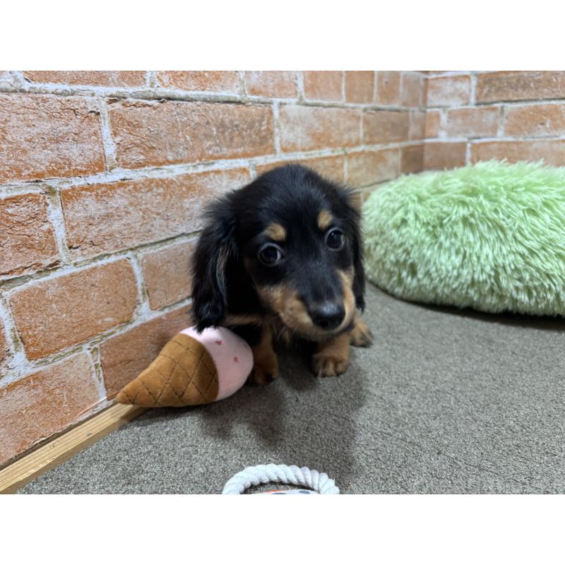 商談中の奈良県のカニンヘンダックスフンド(ロングヘアード)-433398の3枚目