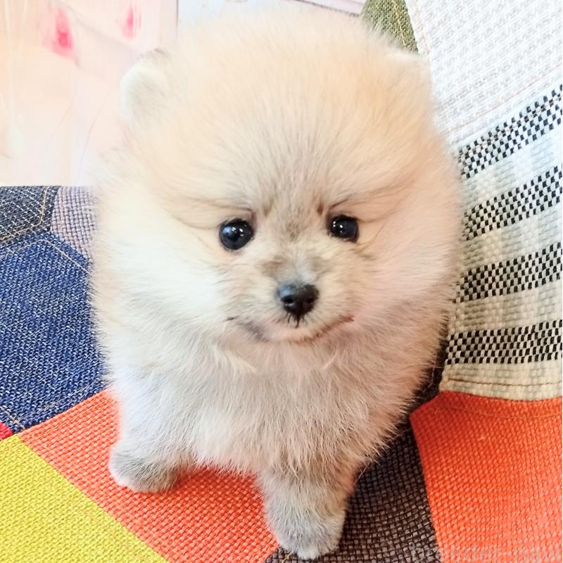 成約済の和歌山県のポメラニアン-432911の8枚目