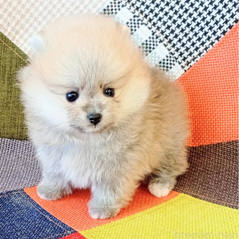 成約済の和歌山県のポメラニアン-432911の7枚目