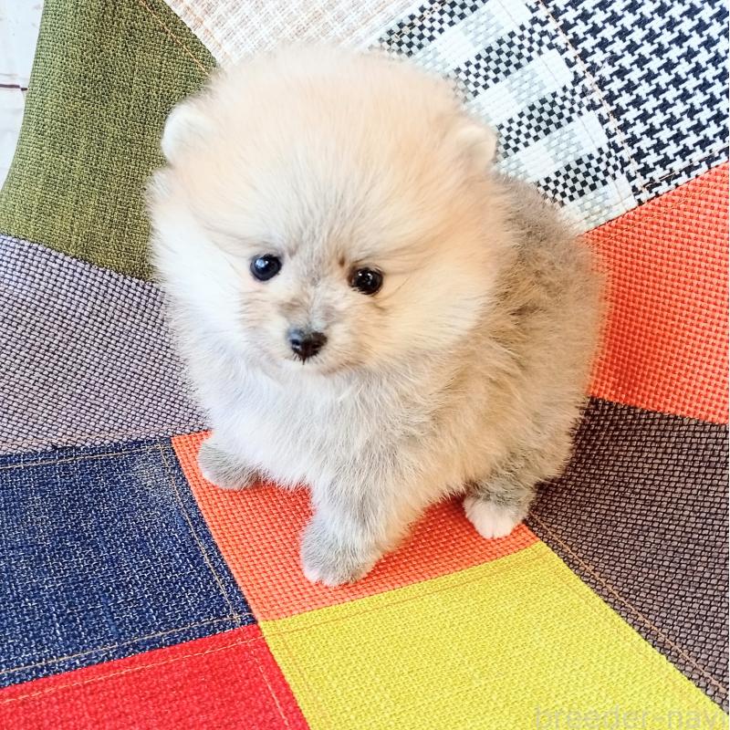 成約済の和歌山県のポメラニアン-432911の6枚目