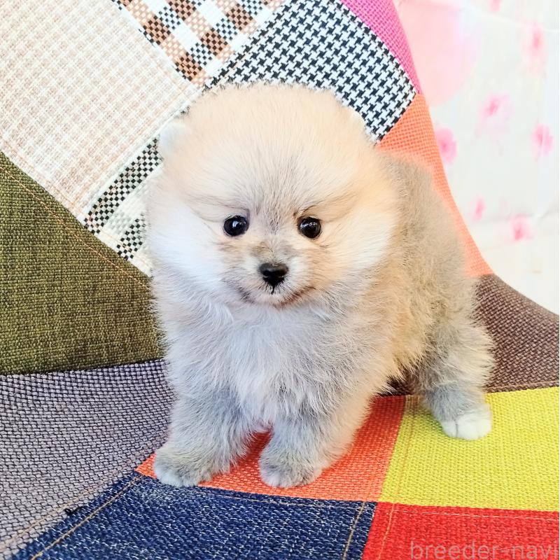 成約済の和歌山県のポメラニアン-432911の5枚目