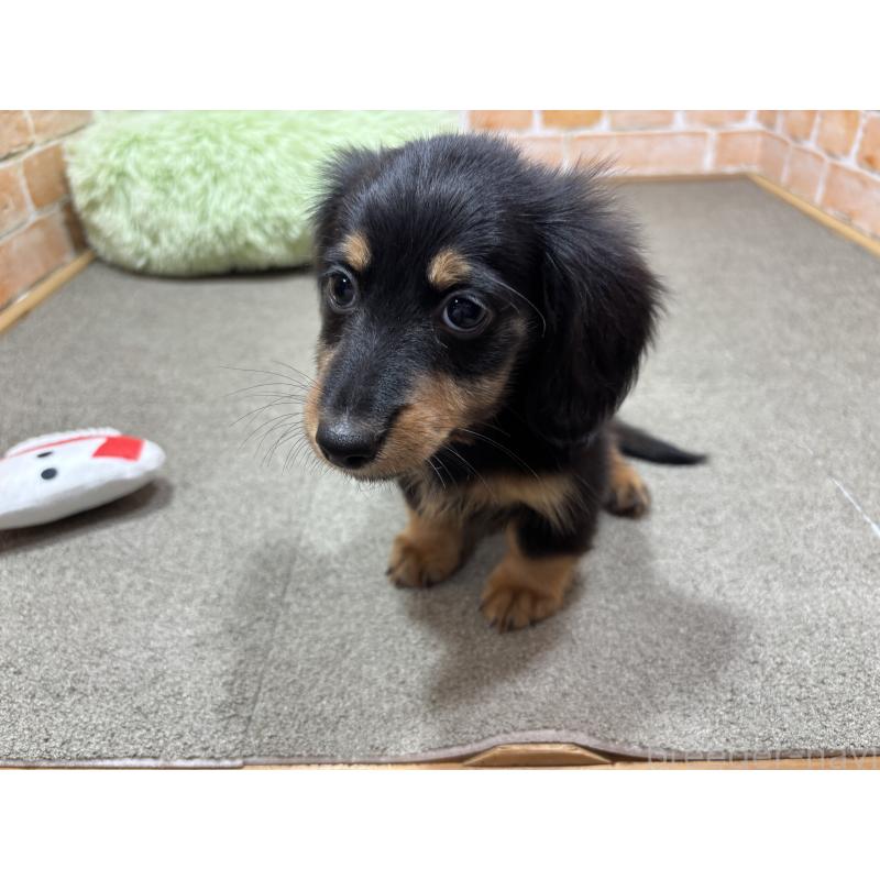 商談中の奈良県のカニンヘンダックスフンド(ロングヘアード)-433398の2枚目