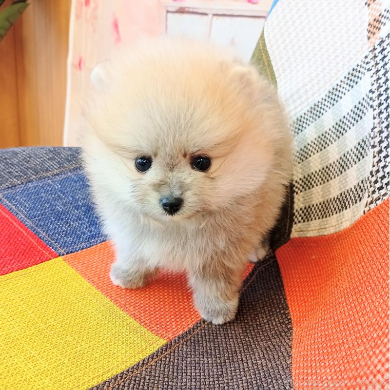 成約済の和歌山県のポメラニアン-432911の3枚目