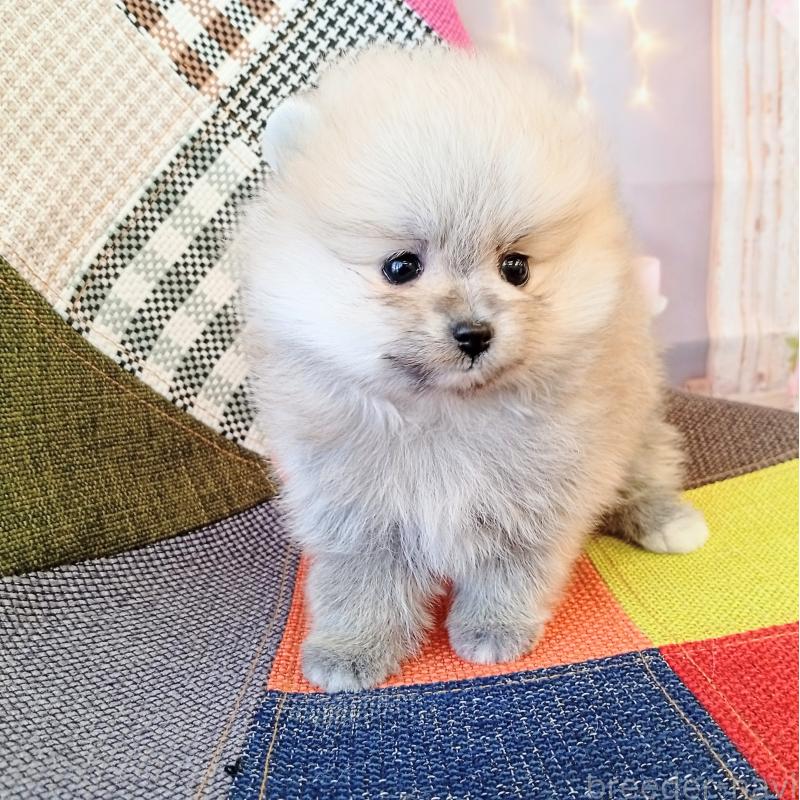 成約済の和歌山県のポメラニアン-432911の2枚目