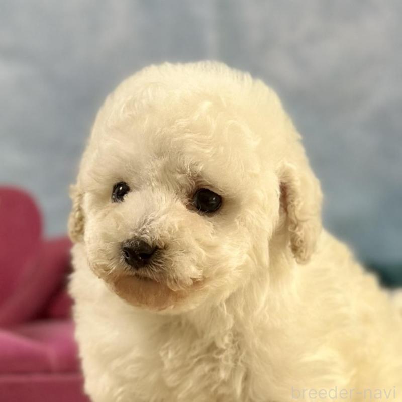 販売中の京都府のトイプードル-437416の1枚目