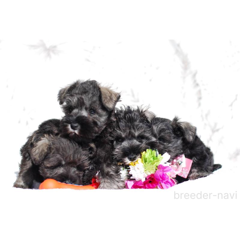 販売中の静岡県のミニチュアシュナウザー-437417の5枚目