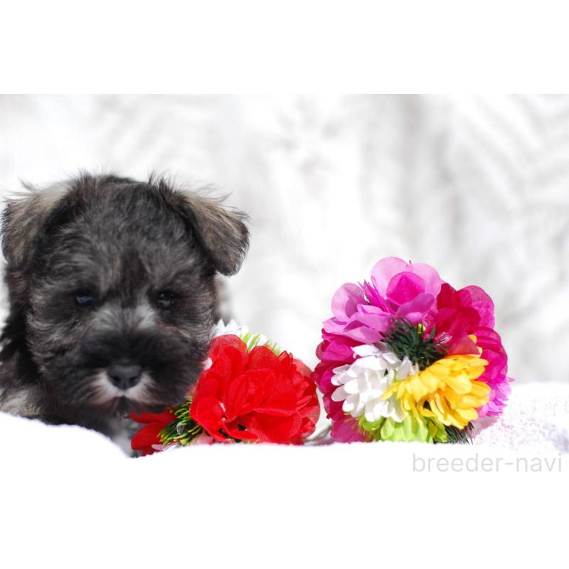 販売中の静岡県のミニチュアシュナウザー-437417の4枚目