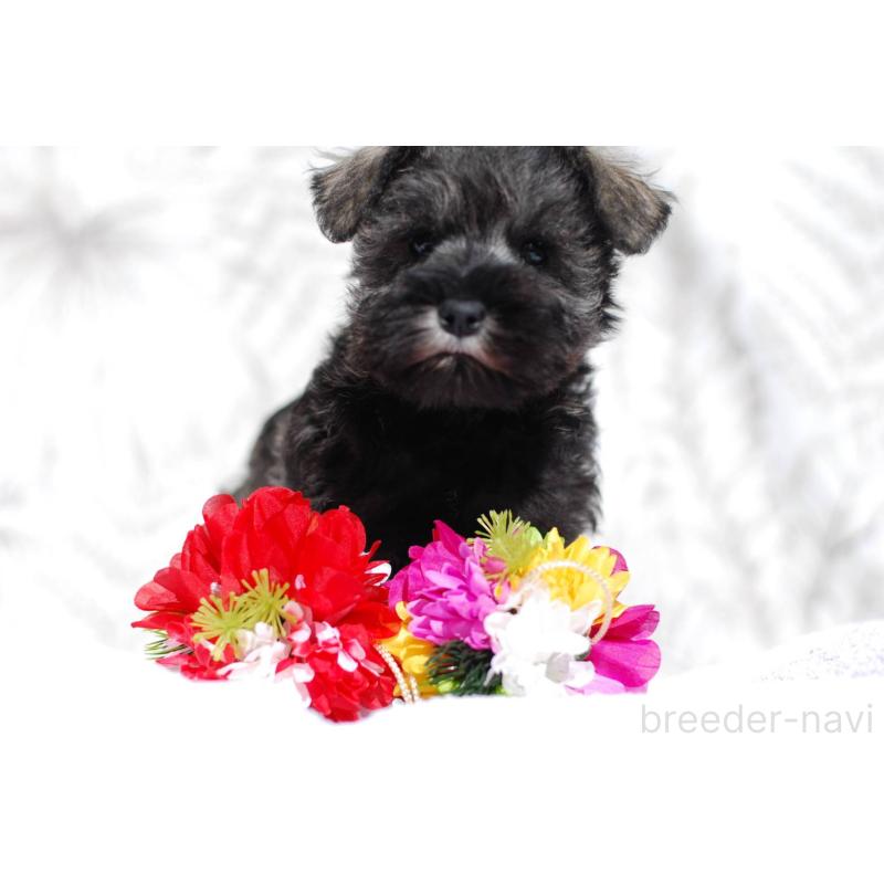 販売中の静岡県のミニチュアシュナウザー-437417の3枚目