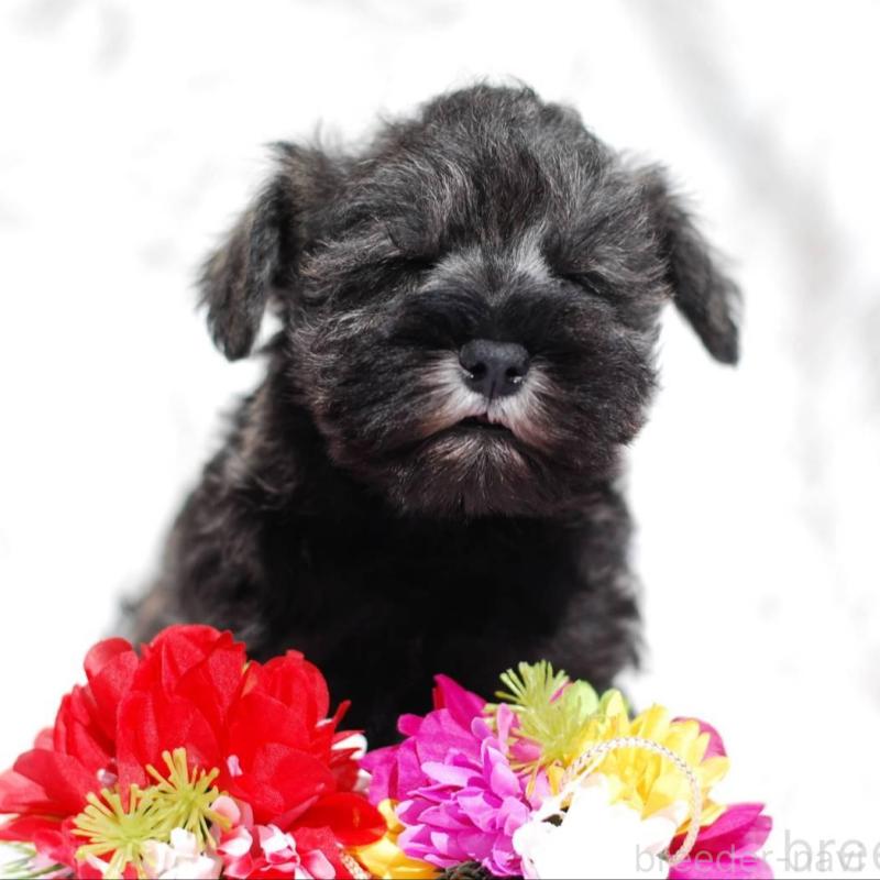 販売中の静岡県のミニチュアシュナウザー-437417