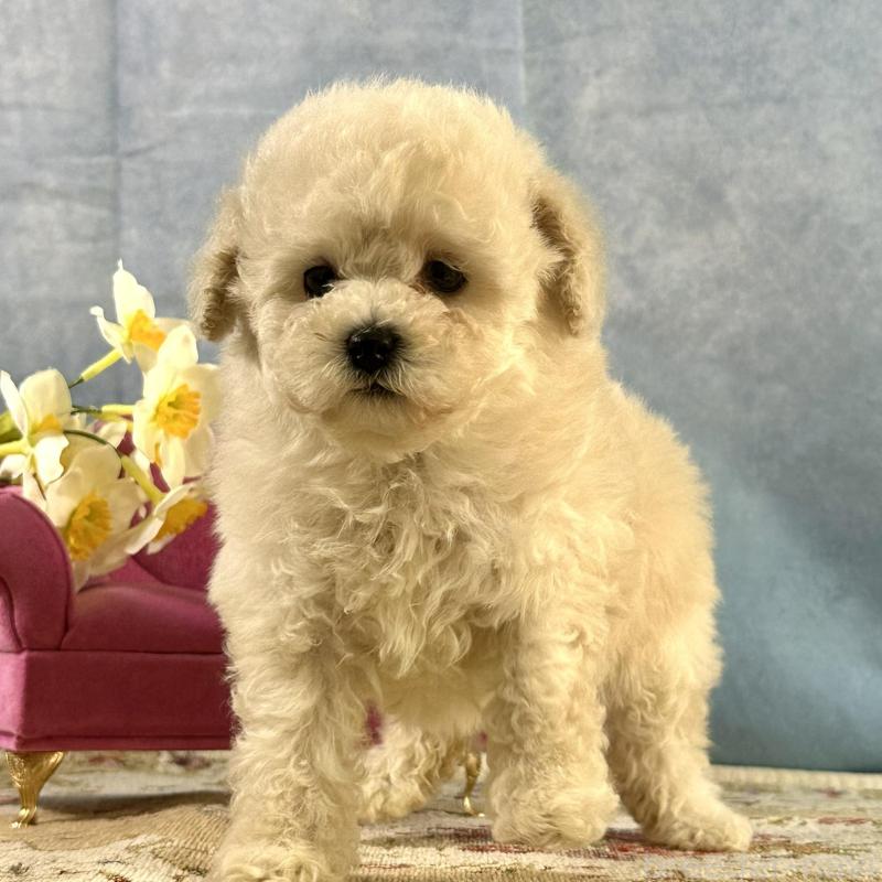 販売中の京都府のトイプードル-437418の10枚目