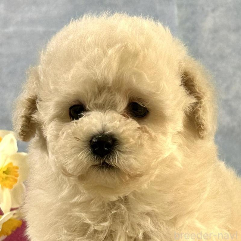 販売中の京都府のトイプードル-437418