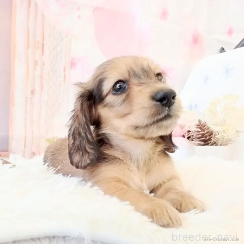 販売中の和歌山県のミニチュアダックスフンド(ロングヘアード)-432366