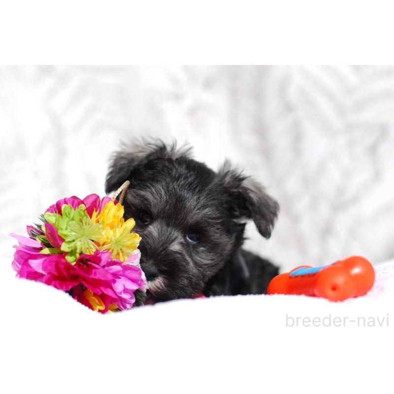 販売中の静岡県のミニチュアシュナウザー-437419の6枚目