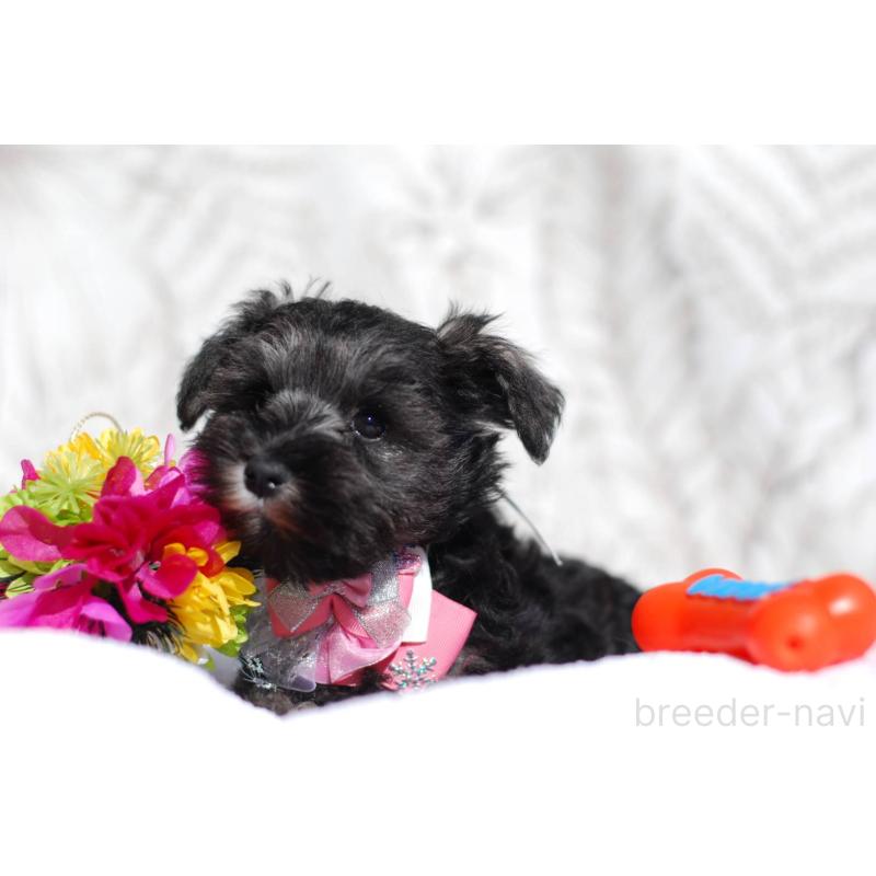 販売中の静岡県のミニチュアシュナウザー-437419の5枚目