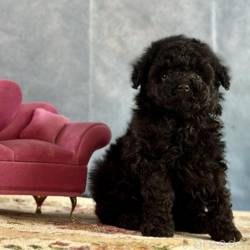 販売中の京都府のタイニープードル-437420の12枚目