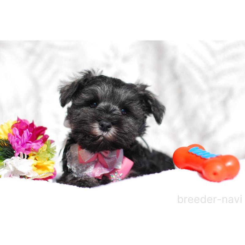 販売中の静岡県のミニチュアシュナウザー-437419の4枚目