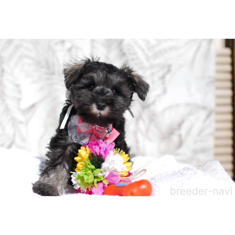 販売中の静岡県のミニチュアシュナウザー-437419の3枚目