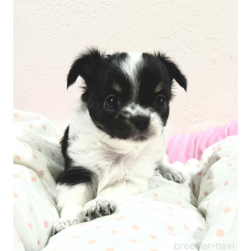 販売中の福岡県のチワワ(ロングコート)-437422の12枚目