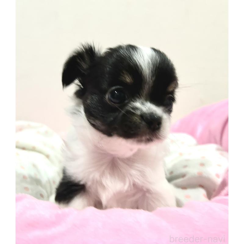 販売中の福岡県のチワワ(ロングコート)-437422の11枚目