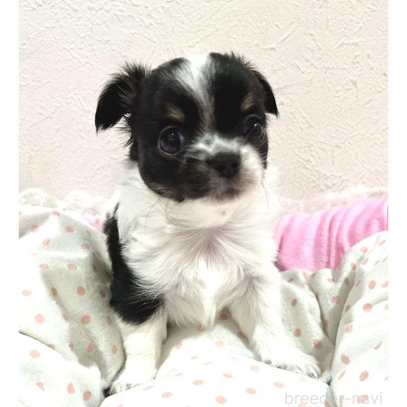 販売中の福岡県のチワワ(ロングコート)-437422