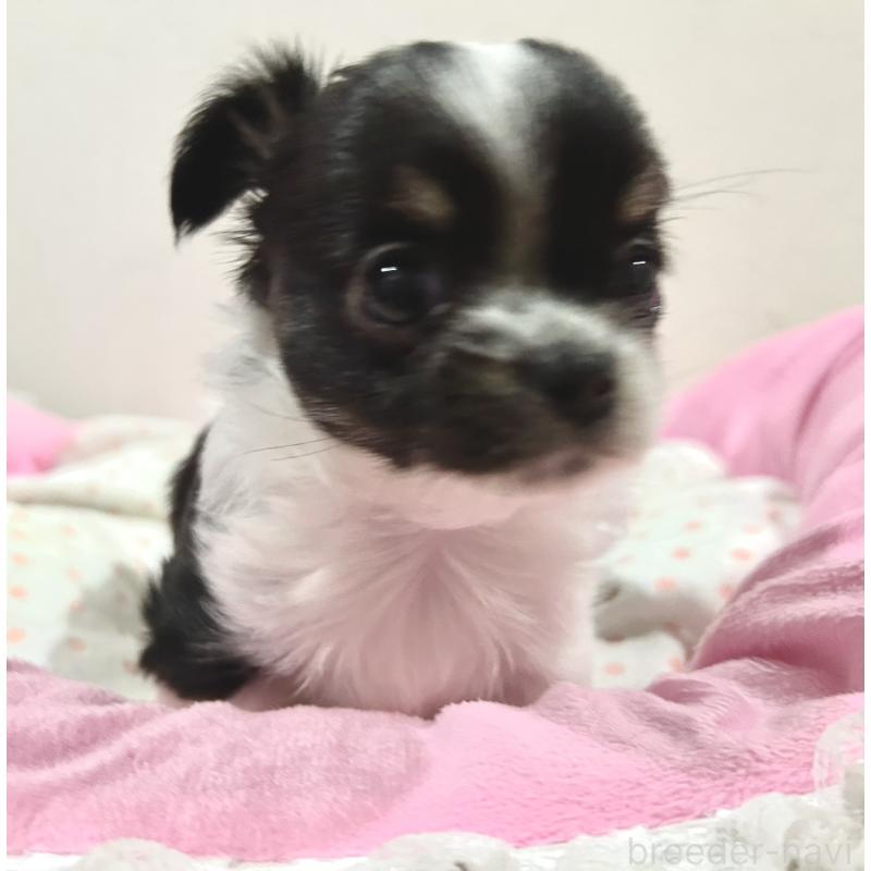 販売中の福岡県のチワワ(ロングコート)-437422の9枚目