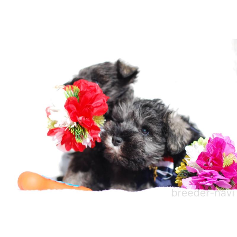 販売中の静岡県のミニチュアシュナウザー-437421の3枚目