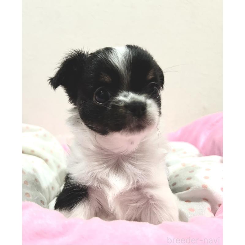 販売中の福岡県のチワワ(ロングコート)-437422の10枚目