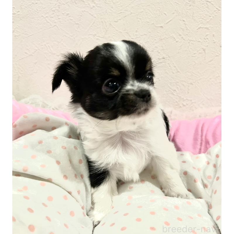 販売中の福岡県のチワワ(ロングコート)-437422の7枚目