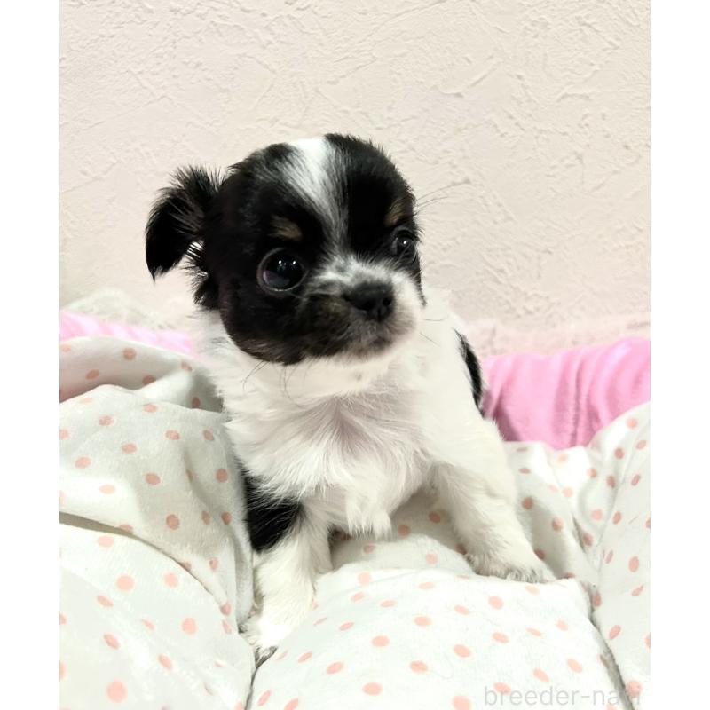 販売中の福岡県のチワワ(ロングコート)-437422の6枚目