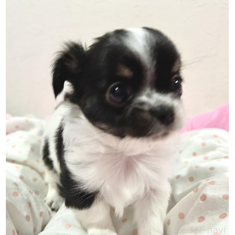 販売中の福岡県のチワワ(ロングコート)-437422の4枚目